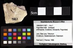 Foto (Objket + Etiketten) von Cracensigillatus sp. 